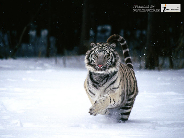 Tiger running snow forest night free wallpaper - medium preview image