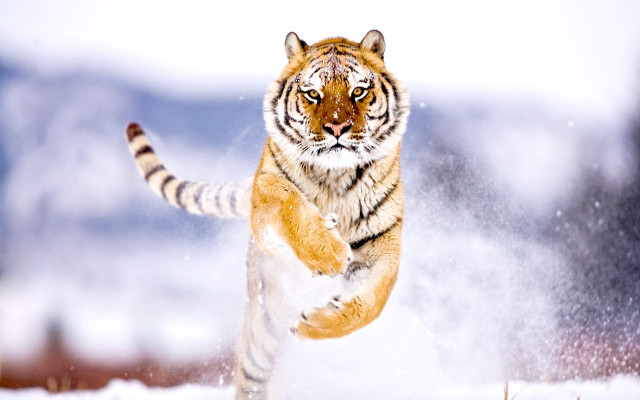 Tiger running snow wild paws #4 free wallpaper - medium preview image