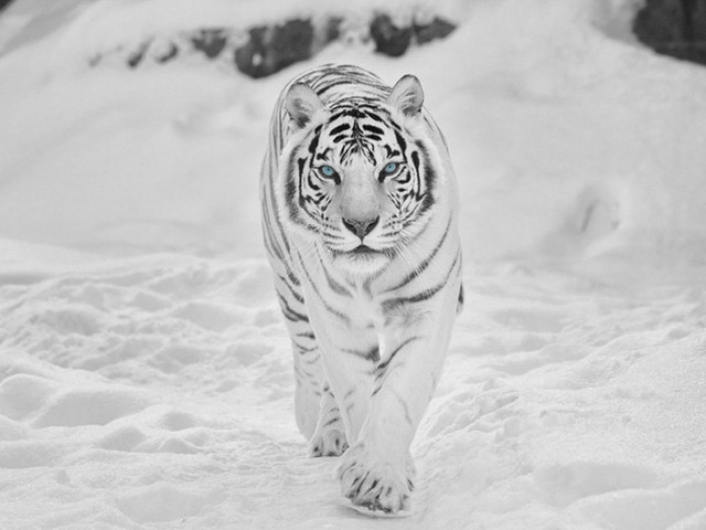 White tiger snow black white free wallpaper - medium preview image