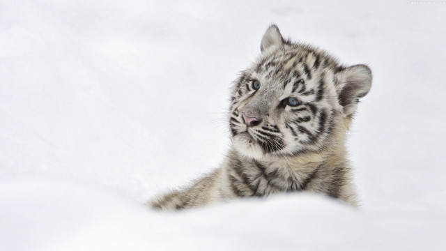 White tiger cub snow curious free wallpaper - medium preview image