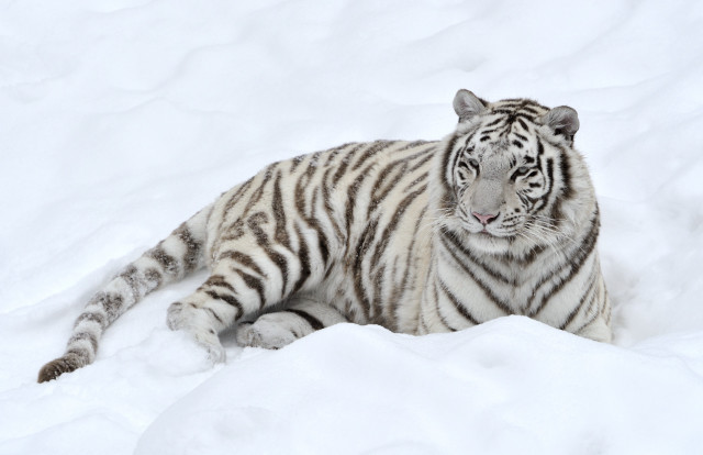 White tiger snow sad looking free wallpaper - medium preview image