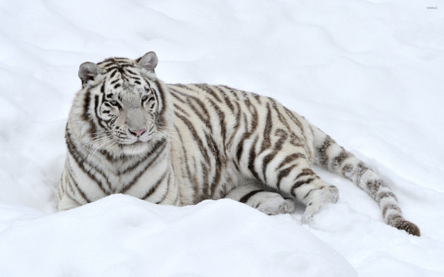 White tiger snow sad looking #2 free wallpaper - medium preview image