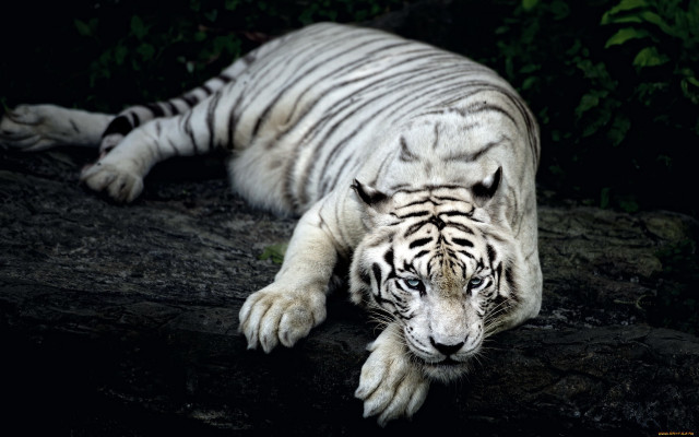 White tiger rock dark eyes free wallpaper - medium preview image