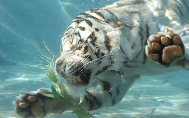 White tiger swimming pool plant free wallpaper - medium preview image