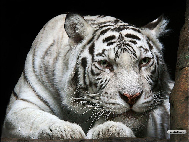 White tiger black background repeated free wallpaper - medium preview image