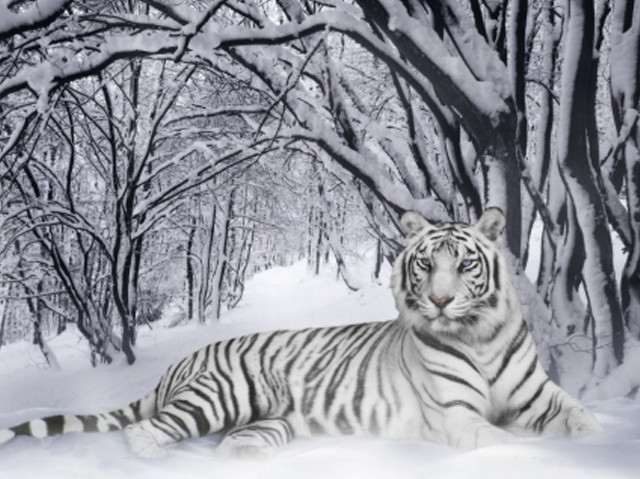 White tiger snow trees ground #2 free wallpaper - medium preview image