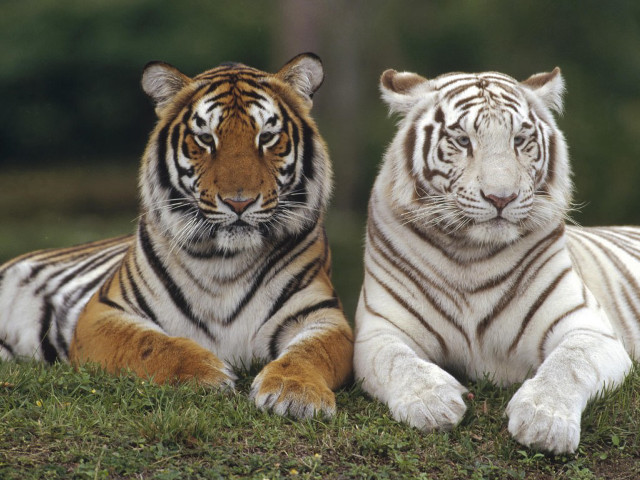 Two white tigers laying grass #2 free wallpaper - medium preview image