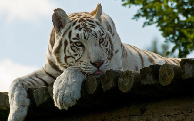 White tiger wooden roof tree free wallpaper - medium preview image