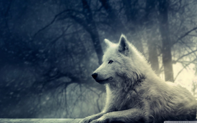 White wolf ledge forest trees free wallpaper - medium preview image