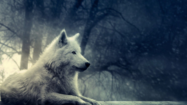 White wolf wooden ledge forest #2 free wallpaper - medium preview image