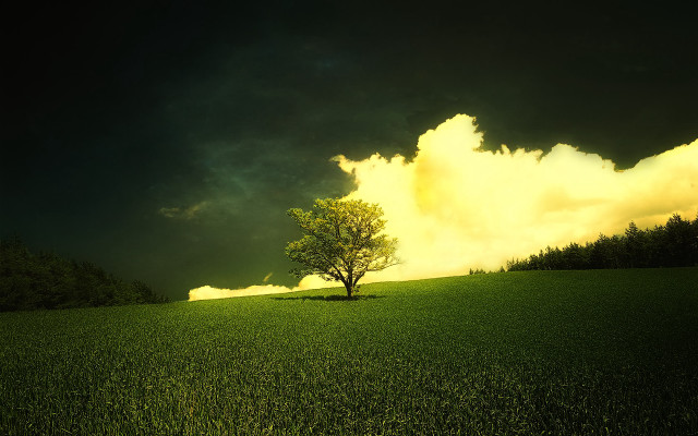 Lone tree field cloudy sky #28 free wallpaper - medium preview image