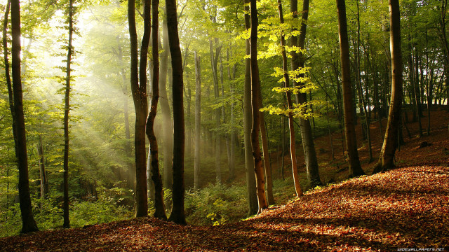 Forest hillside trees leaves grass free wallpaper - medium preview image