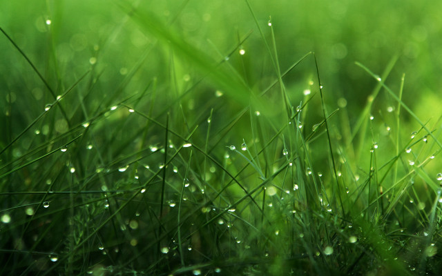 Close up grass water droplets free wallpaper - medium preview image