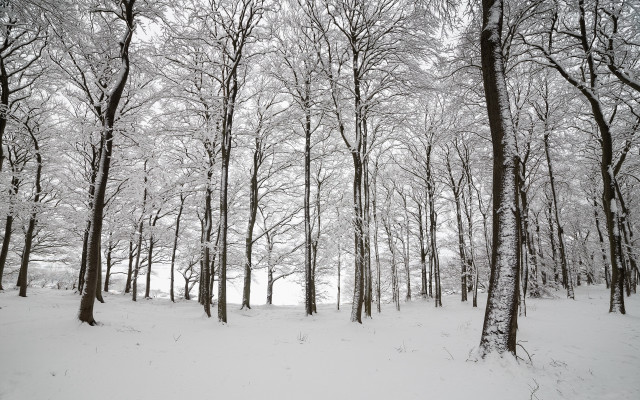 Person riding skis snowy woods free wallpaper - medium preview image