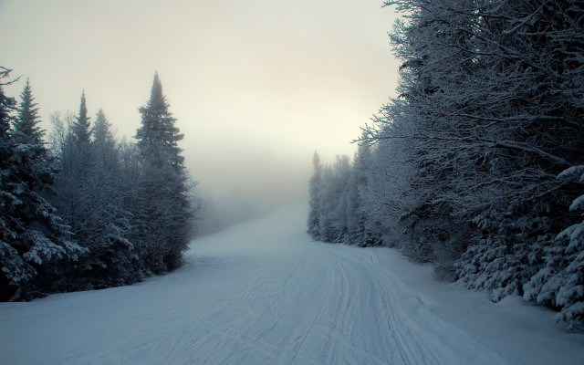 Skiing snow slope trees forest #2 free wallpaper - medium preview image