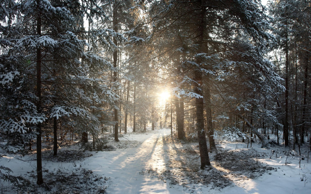 Snowy forest path sunlight trees free wallpaper - medium preview image
