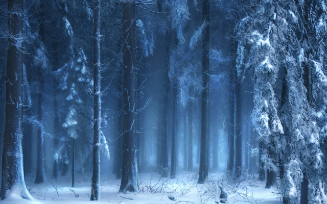 Snowy forest trees snow ground free wallpaper - medium preview image