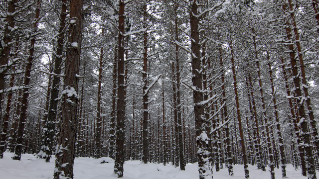 Forest tall trees snow snowflakes free wallpaper - medium preview image