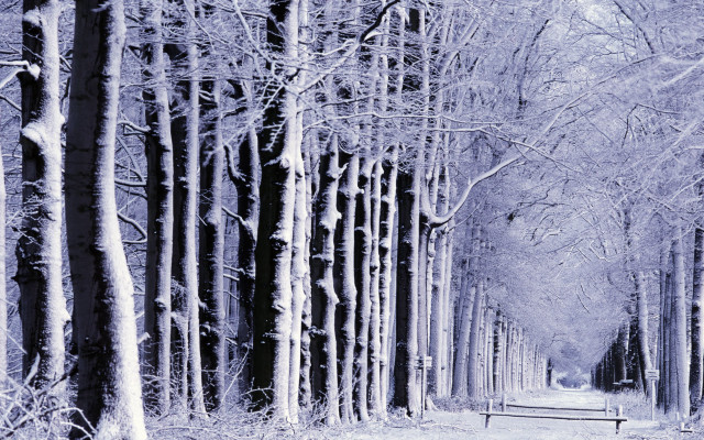 Snowy path forest benches trees free wallpaper - medium preview image