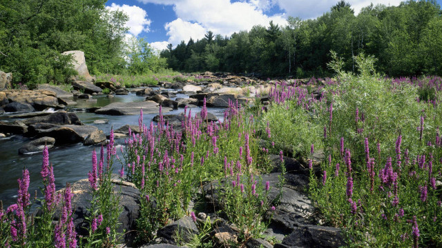 River flowers forest clouds bridge free wallpaper - medium preview image