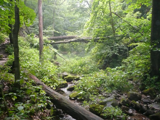 Lush green forest stream rocks #8 free wallpaper - medium preview image