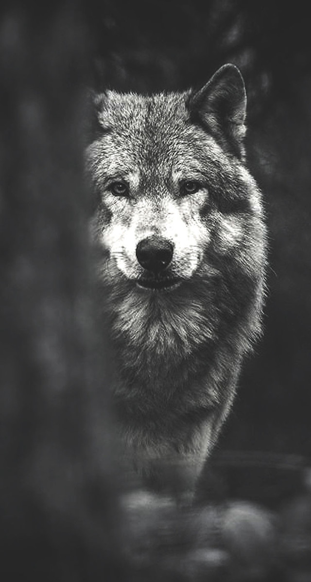 Wolf looking out window camera free wallpaper - medium preview image