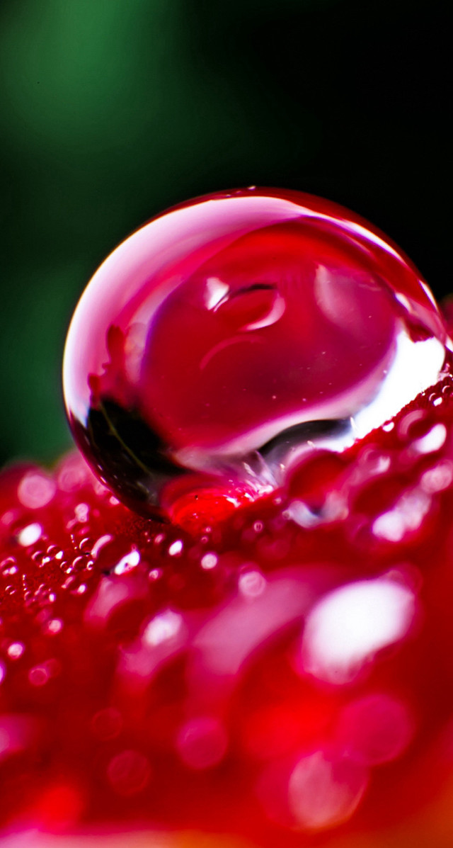 Red liquid droplet flower stem free wallpaper - medium preview image