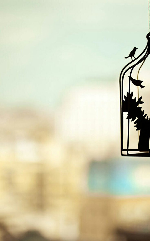 Bird birdcage wire city daytime free wallpaper - medium preview image