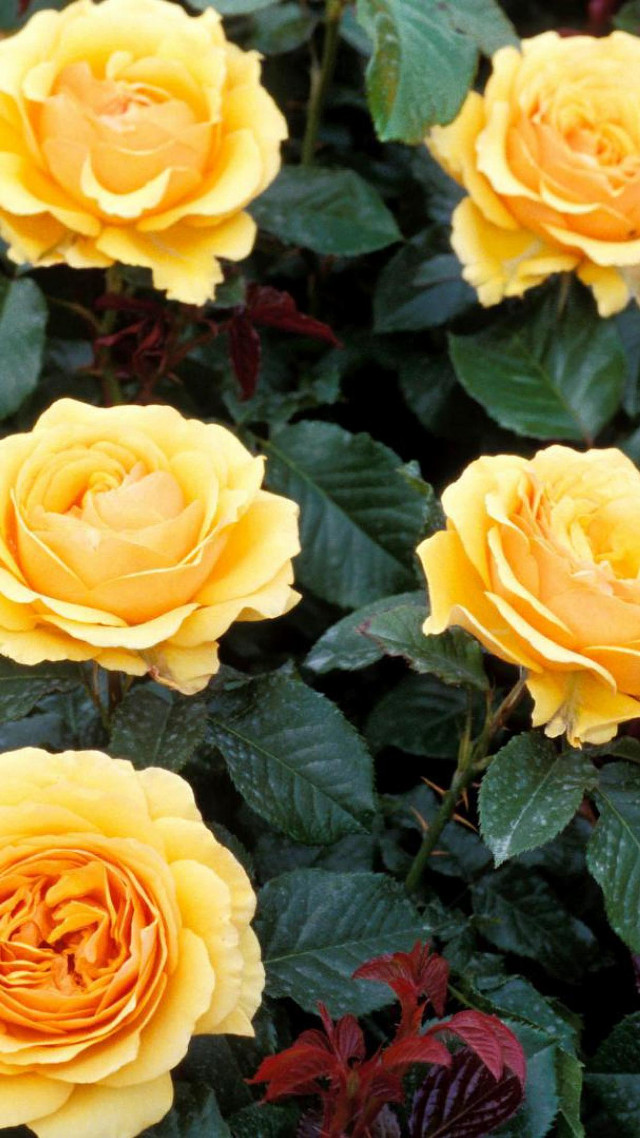 Yellow roses green leaves garden free wallpaper - medium preview image