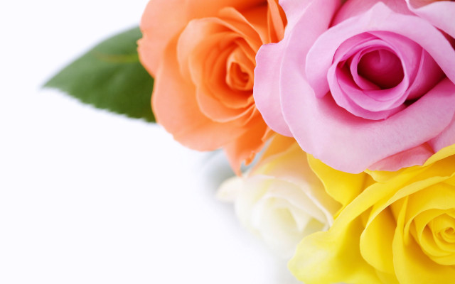 Close up flowers white background free wallpaper - medium preview image