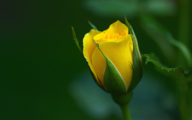 Yellow rose green stem blurry free wallpaper - medium preview image