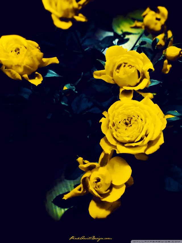 Yellow flowers table black background free wallpaper - medium preview image