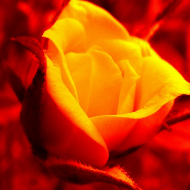 Yellow rose red background red free wallpaper - medium preview image