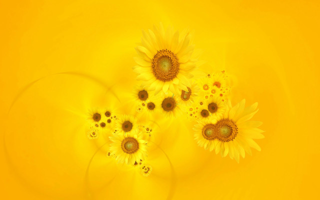 Sunflowers yellow background circular design free wallpaper - medium preview image