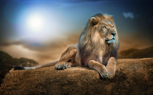 Lion sitting rock sky background #2 free wallpaper - medium preview image