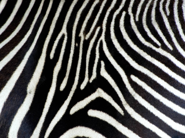 Zebra closeup skin pattern black free wallpaper - medium preview image