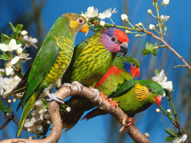 Colorful birds perched branch white free wallpaper - medium preview image