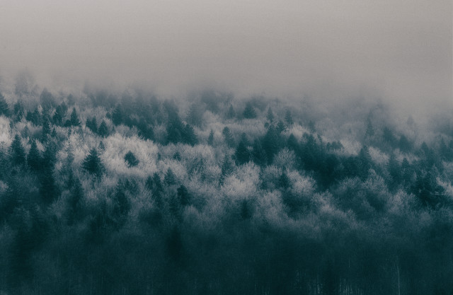 Black white forest plane flying free wallpaper - medium preview image