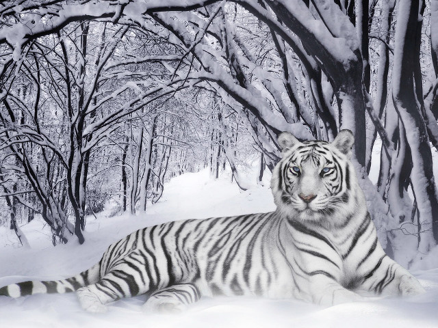 White tiger snow trees ground #4 free wallpaper - medium preview image