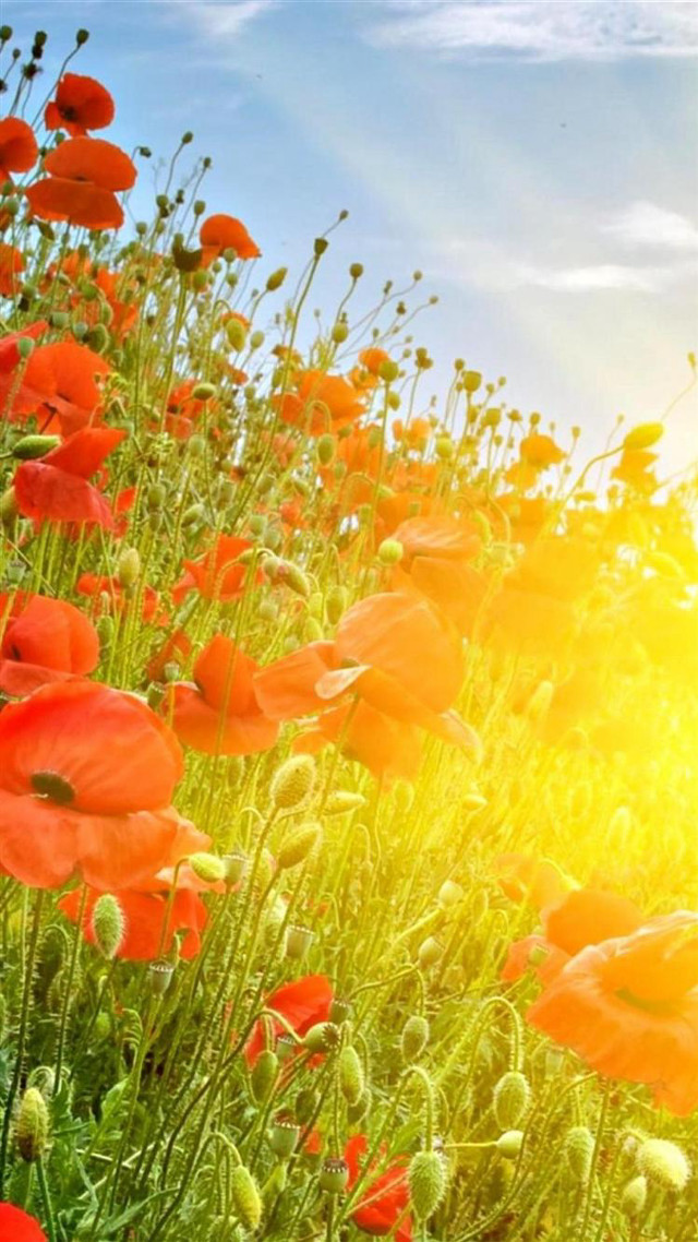 Red flowers sunlight clouds background free wallpaper - medium preview image