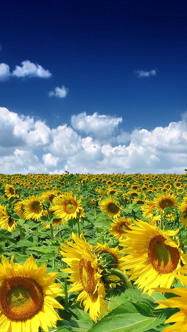 Sunflower field blue sky clouds #6 free wallpaper - medium preview image