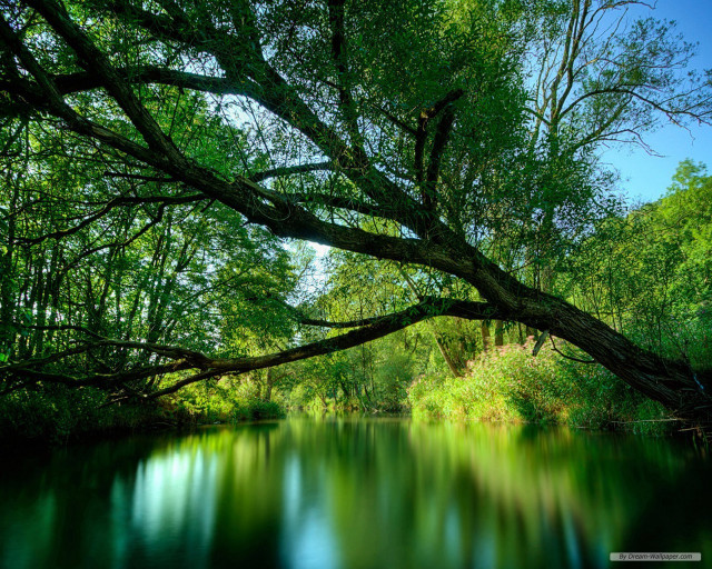 River tree blue sky background #6 free wallpaper - medium preview image