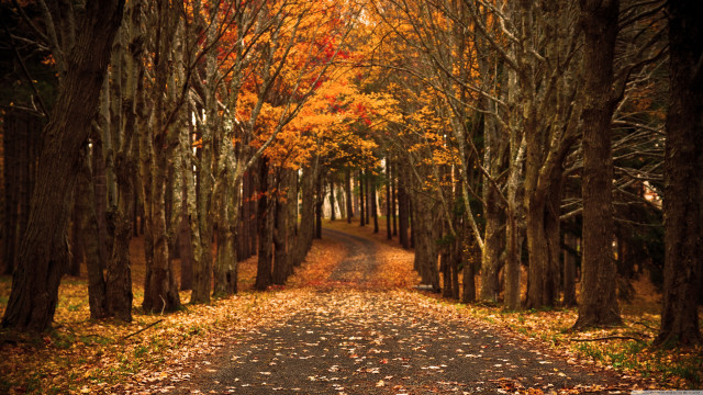 Dirt road trees leaves ground #2 free wallpaper - medium preview image
