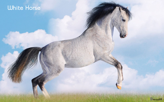 White horse running field grass free wallpaper - medium preview image