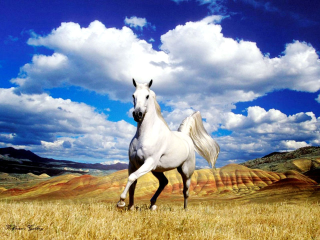 White horse running dry grass #2 free wallpaper - medium preview image