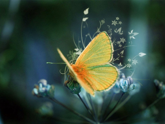 Yellow butterfly flower blue field #3 free wallpaper - medium preview image