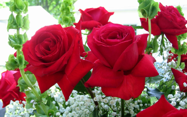 Red roses white flowers vase free wallpaper - medium preview image