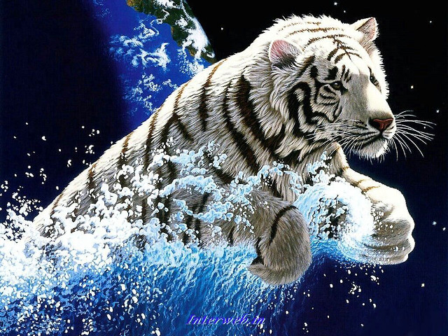 White tiger water blue background #2 free wallpaper - medium preview image