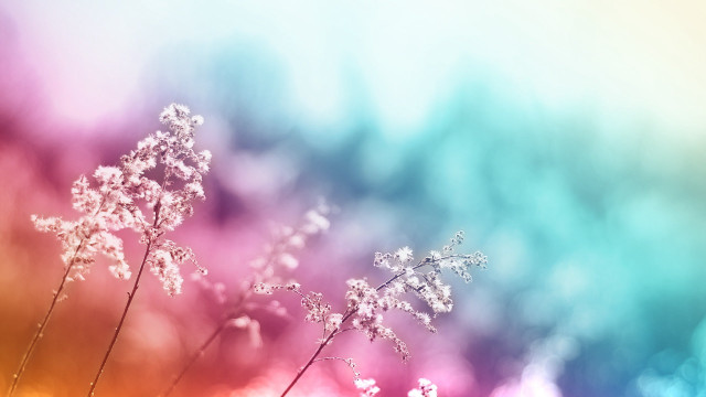 Flowers grass rainbow blurry background free wallpaper - medium preview image