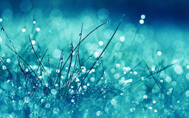 Grass water drops blurry bokeh free wallpaper - medium preview image